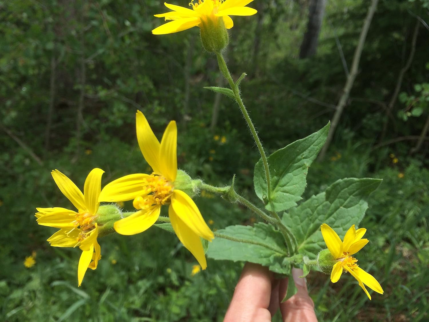 Royal Arnica Salve (2 oz)